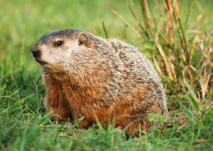 a groundhog